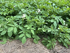 Banner Permakultur-Workshop mit dem Zeitwende e. V.