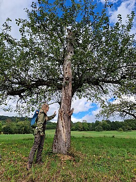 Banner Lebensraum Streuobstwiese: ein "Hotspot" der Biodiversität