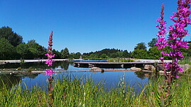 Banner Führung im Feng Shui Kurpark