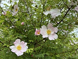 Banner Führung durch den Rosenlehrpfad Atzldorf